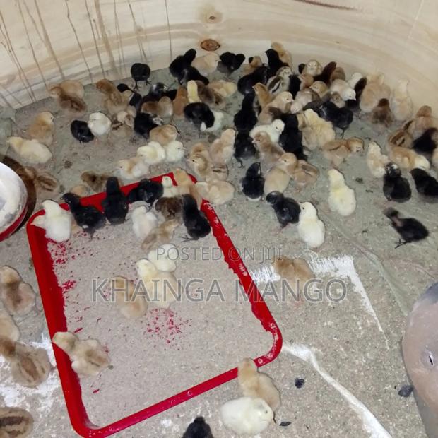 Sasso Improved Kienyeji Chicks - main view