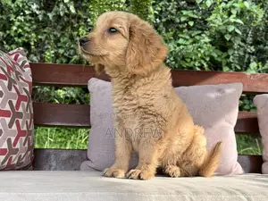 1-3 months Female Purebred Golden Retriever