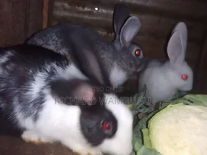 6 Rabbits for Sale
