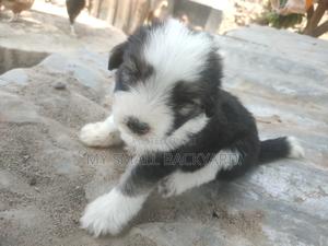 1-3 months Male Mixed Breed Dog - thumbnail 2