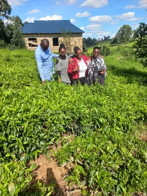 Prime Land Under Tea