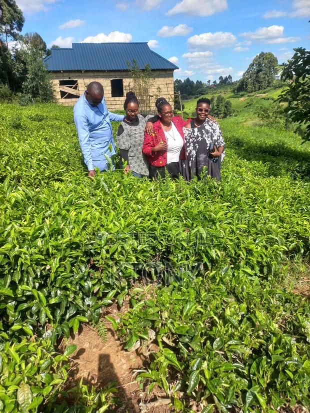 Prime Land Under Tea