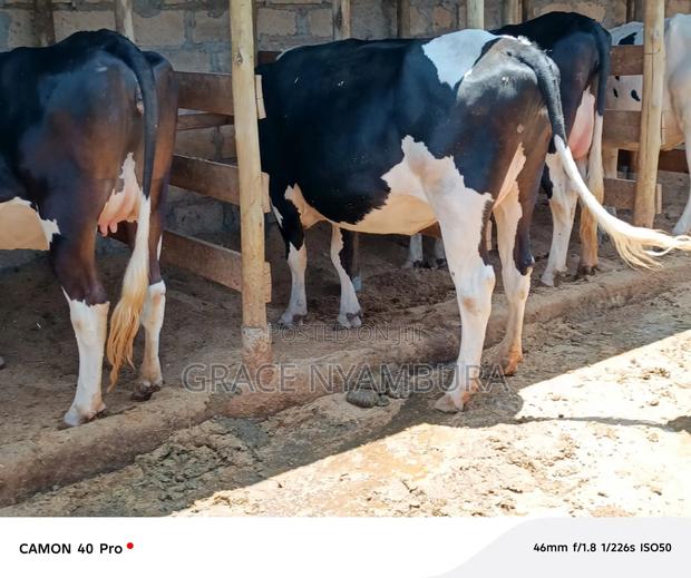 “Top Breed Friesian in-Calf Heifers – Ready for High Milk Yield”