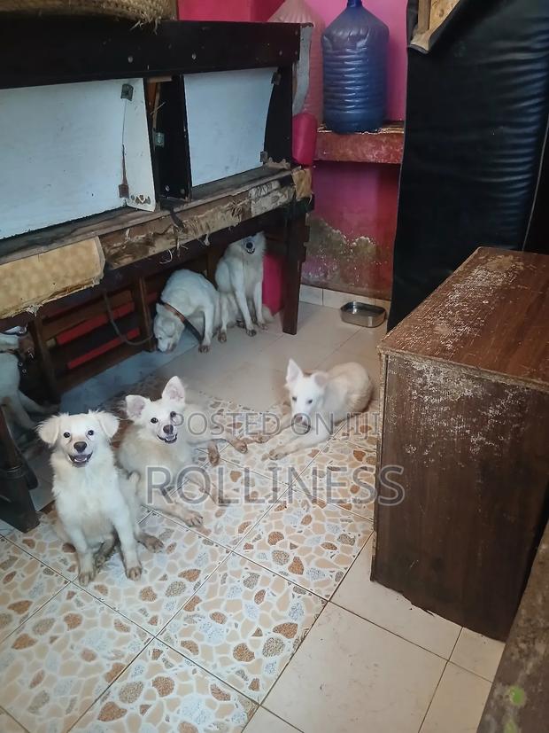 3-6 months Male Purebred Japanese Spitz - main view