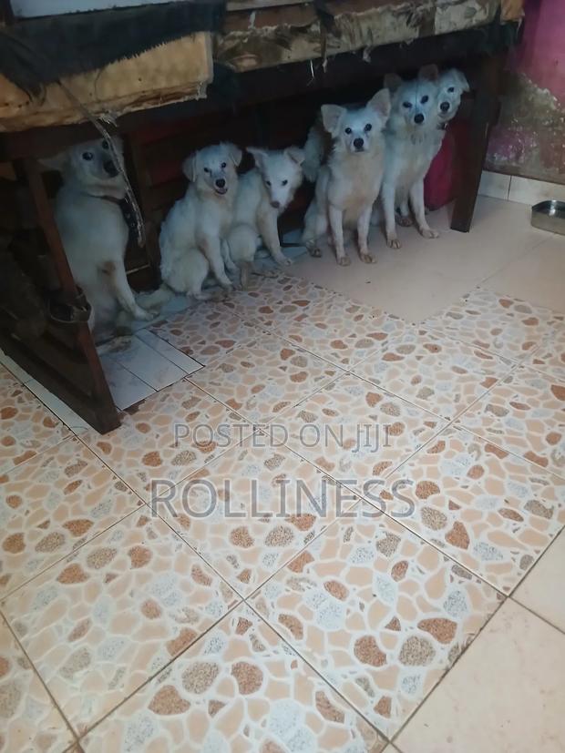 3-6 months Male Purebred Japanese Spitz - thumbnail 3