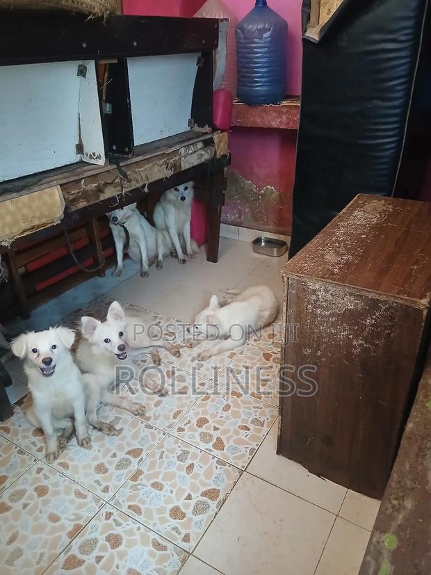 3-6 months Male Purebred Japanese Spitz - thumbnail 4