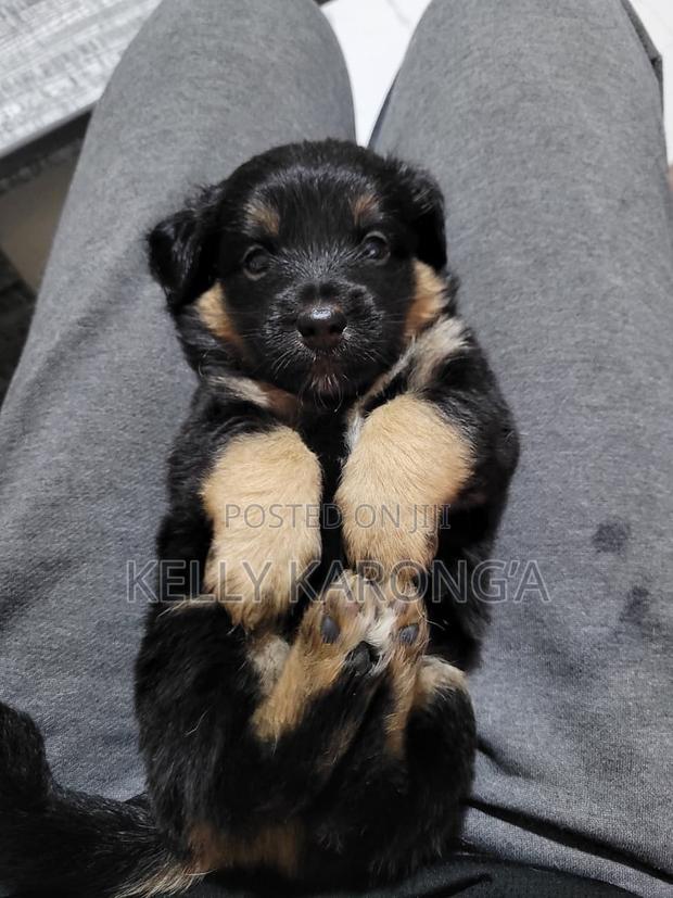 1-3 months Male Mixed Breed Dachshund - main view