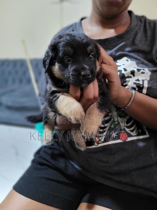 1-3 months Male Mixed Breed Dachshund - thumbnail 3
