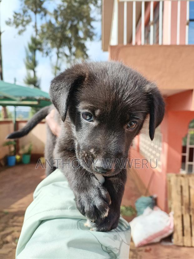 3-6 months Male Mixed Breed German Shepherd - thumbnail 6