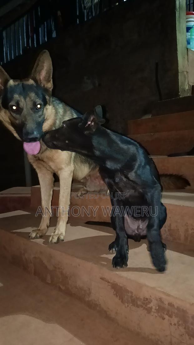 3-6 months Male Mixed Breed German Shepherd - thumbnail 5