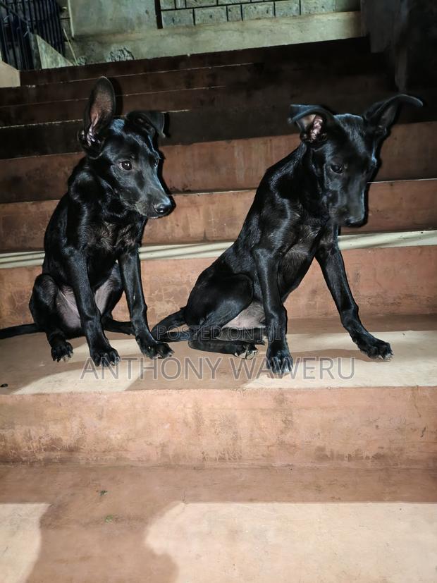 3-6 months Male Mixed Breed German Shepherd - thumbnail 7