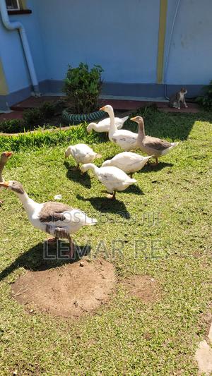 Pekin Ducks - thumbnail 2