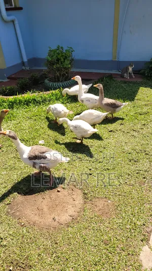 Pekin Ducks