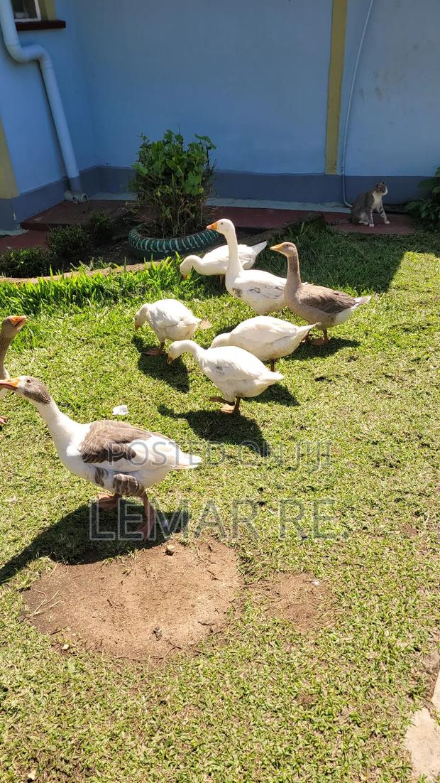 Pekin Ducks - main view