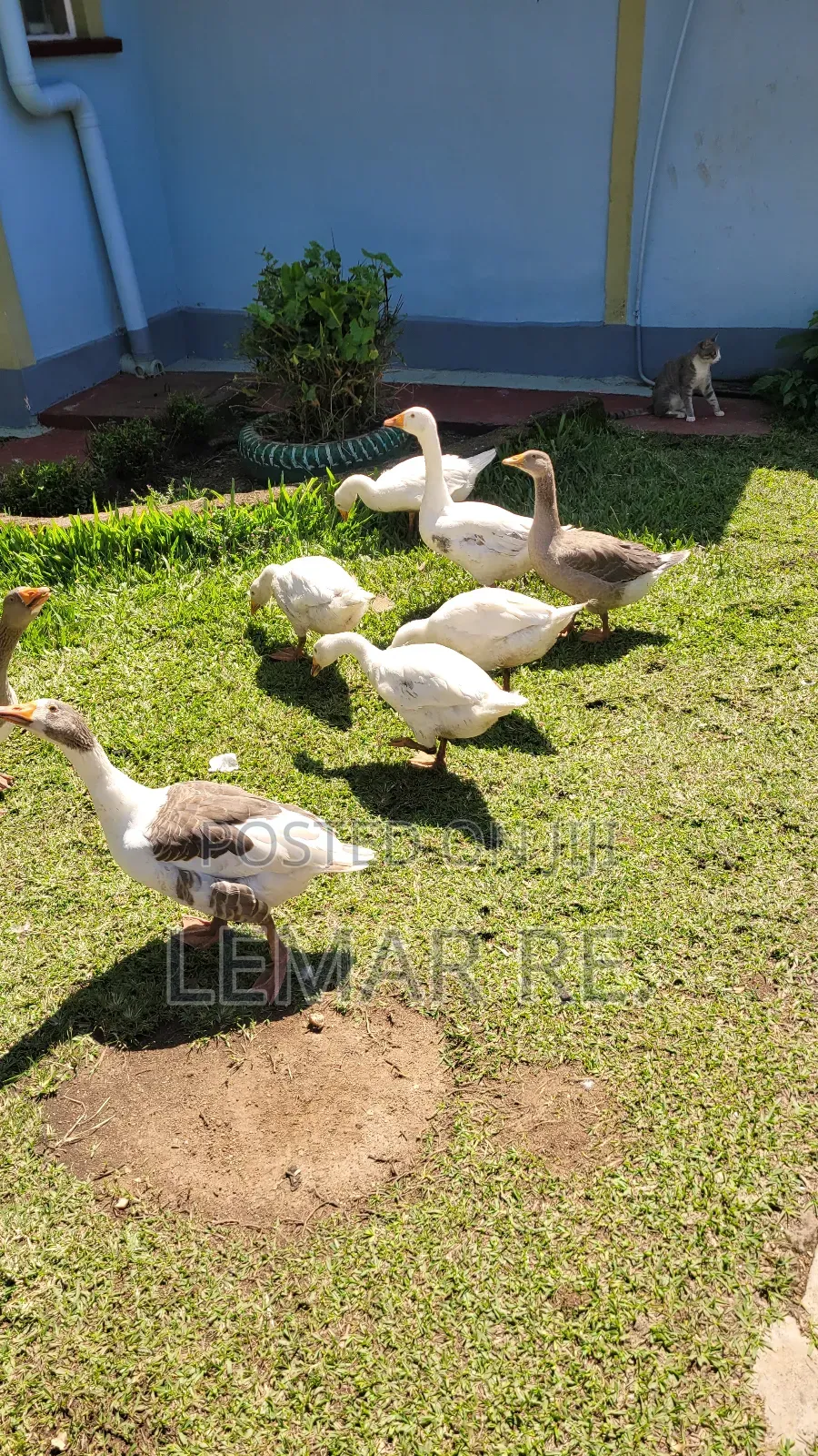 Pekin Ducks