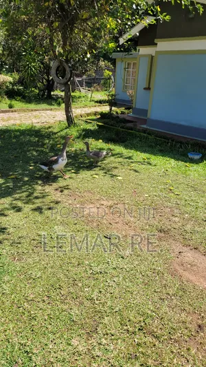 Pekin Ducks