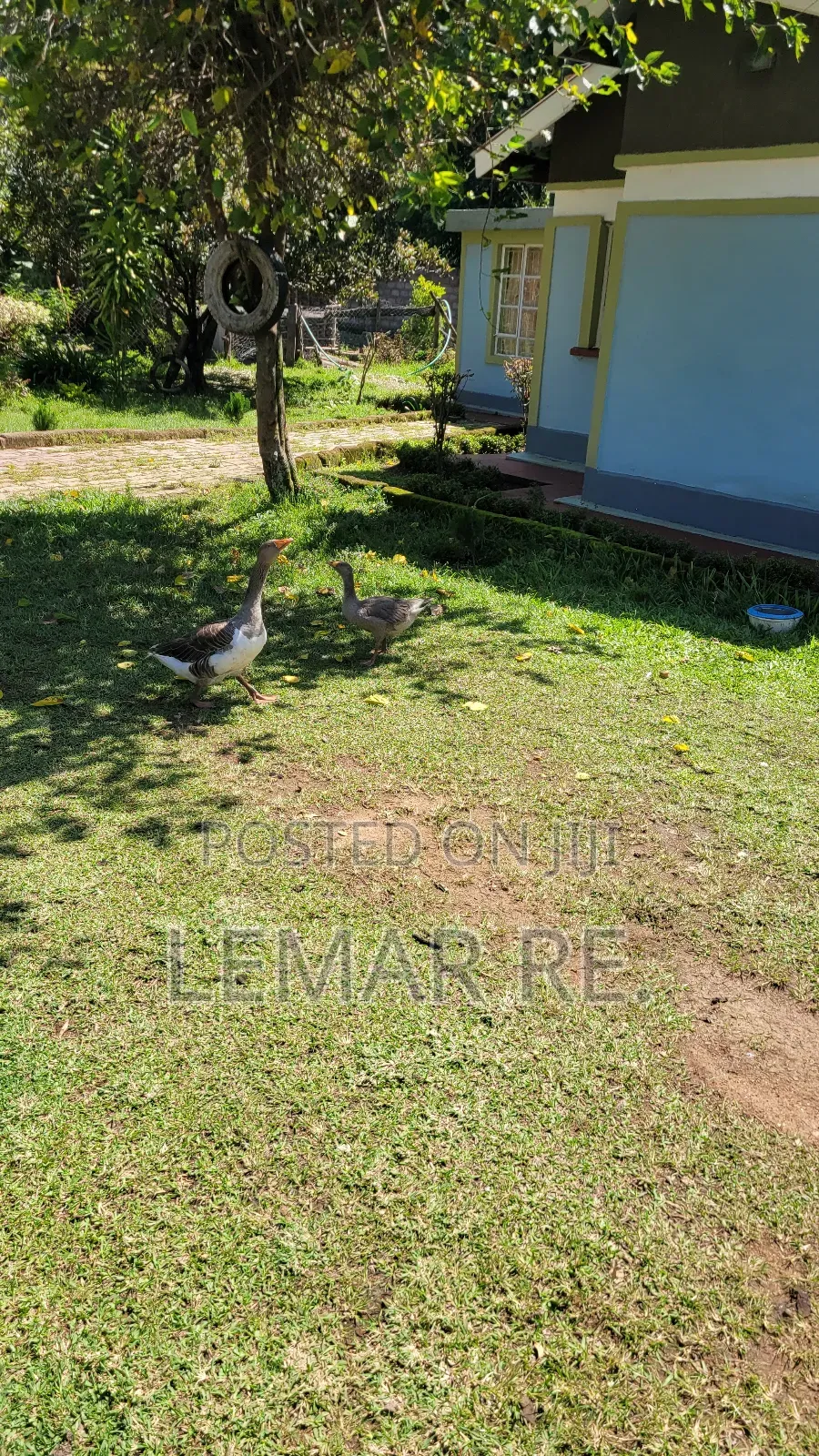 Pekin Ducks