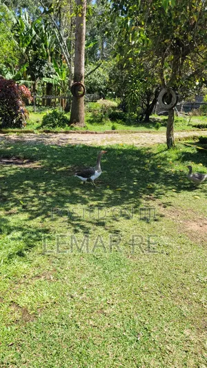 Pekin Ducks
