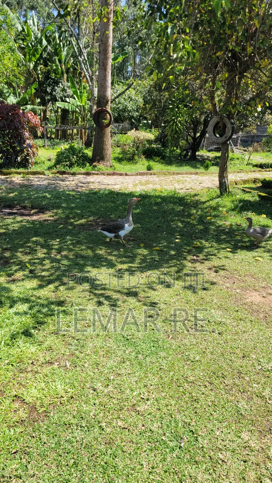 Pekin Ducks