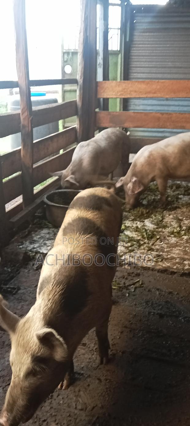 Pig Farmer - main view