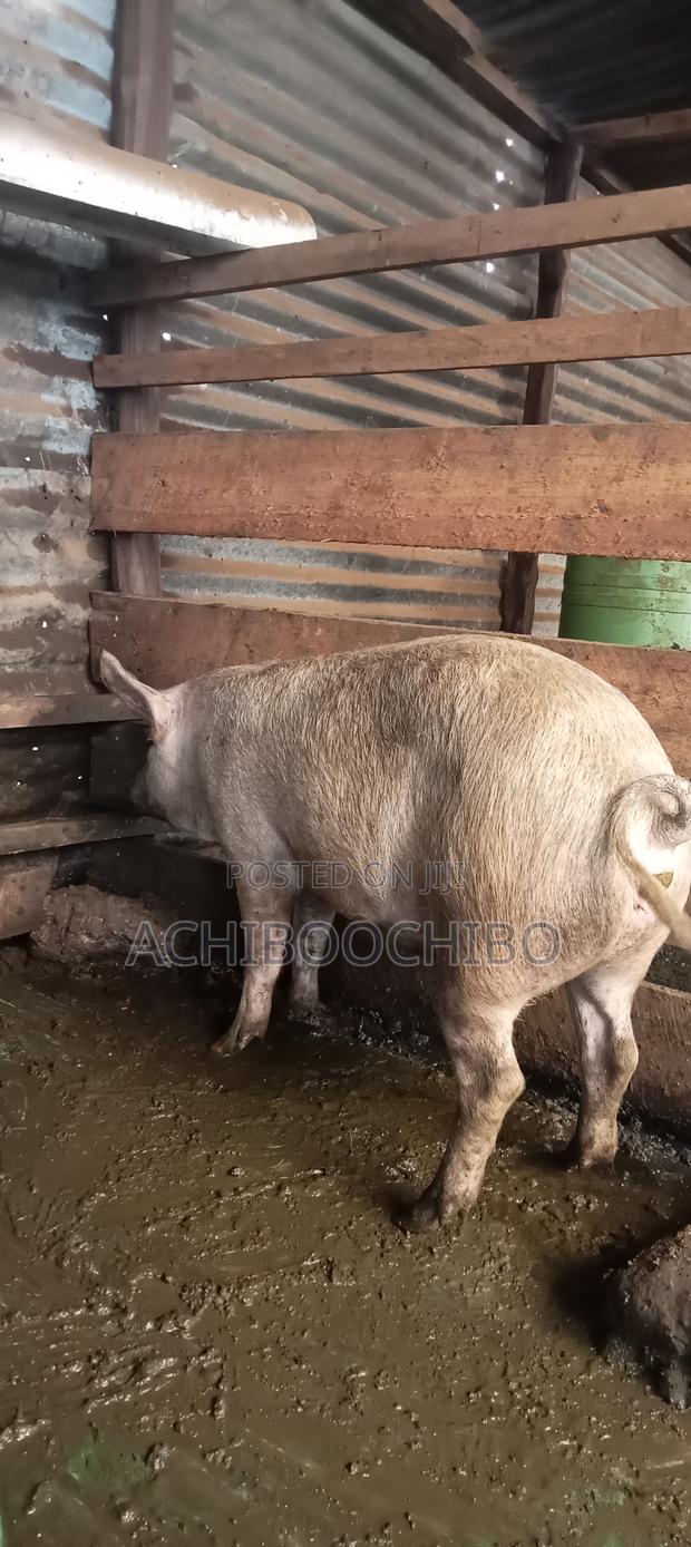Pig Farmer - thumbnail 2