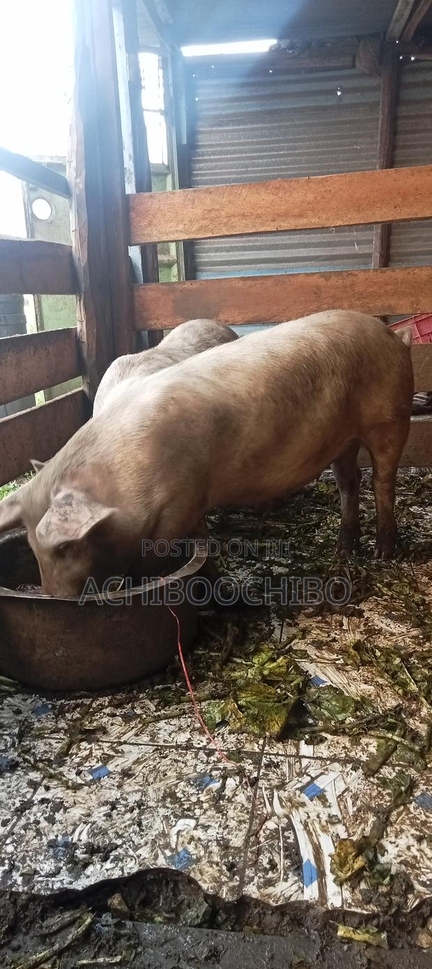 Pig Farmer - thumbnail 3