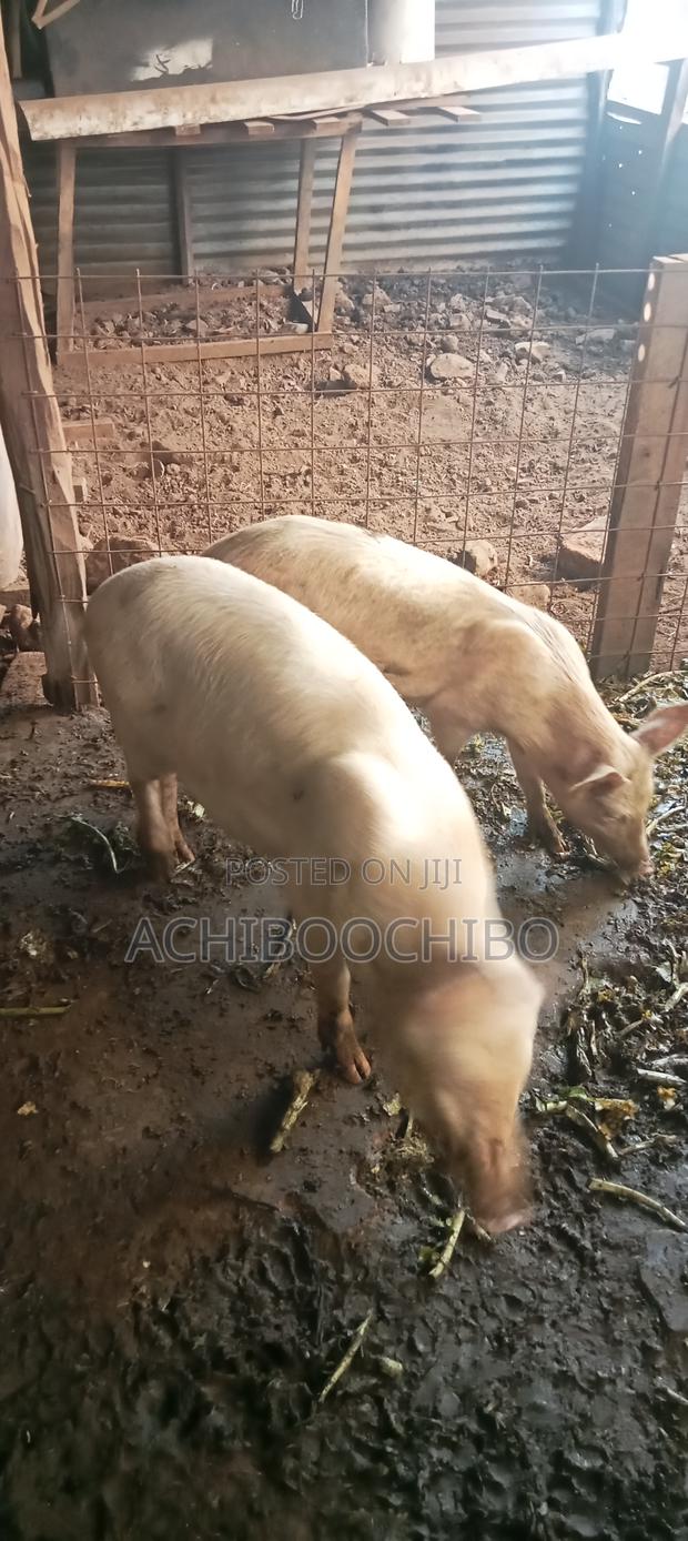 Pig Farmer - thumbnail 2