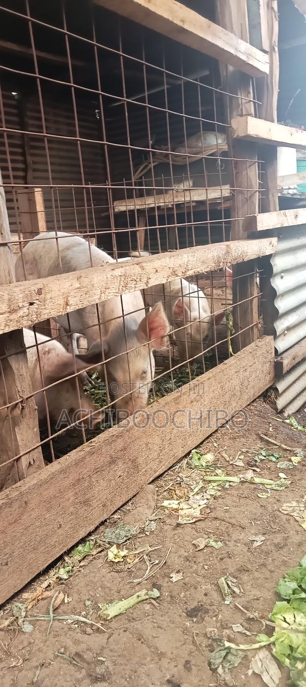 Pig Farmer - thumbnail 3