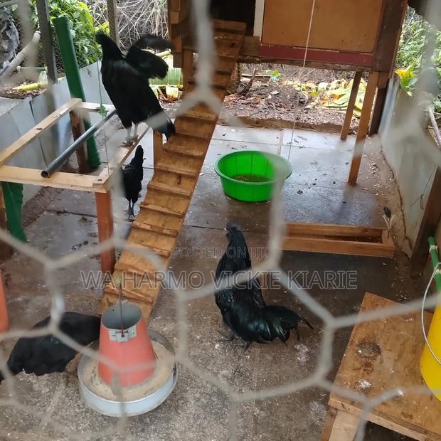 Selling Ayan Cemani Cocks