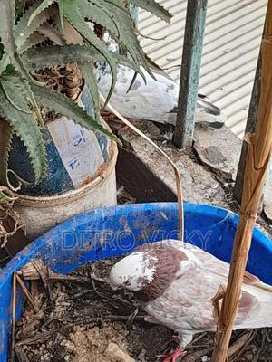 Local Pigeon on Sale - thumbnail 2