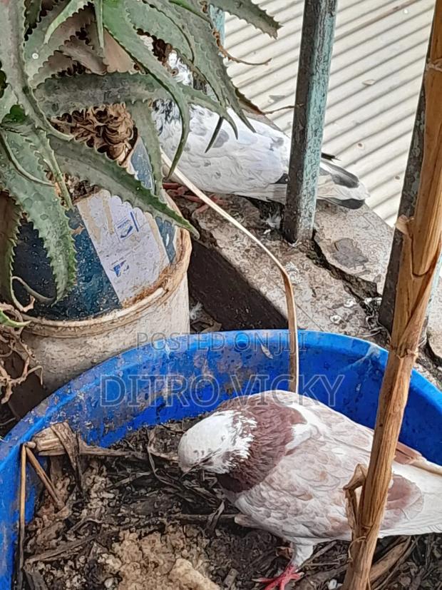 Local Pigeon on Sale - main view