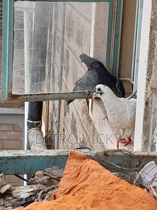 Local Pigeon on Sale - thumbnail 3