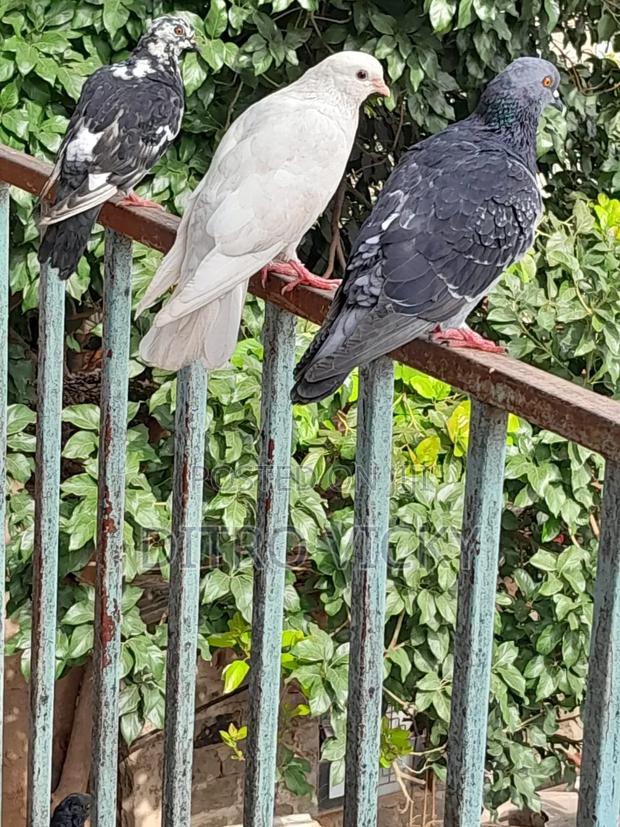 Local Pigeon on Sale - thumbnail 4