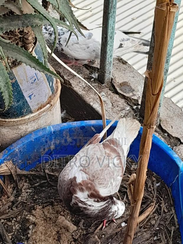 Local Pigeon on Sale - thumbnail 5