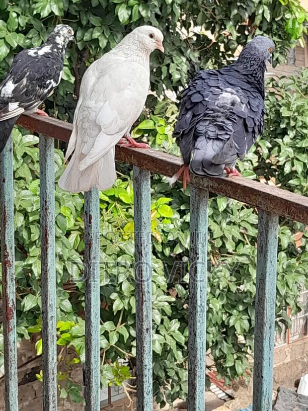 Local Pigeon on Sale - thumbnail 6