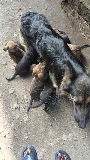 1-3 months Male Mixed Breed German Shepherd - thumbnail 2