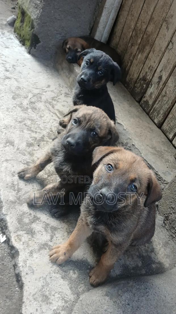 1-3 months Male Mixed Breed German Shepherd - thumbnail 3