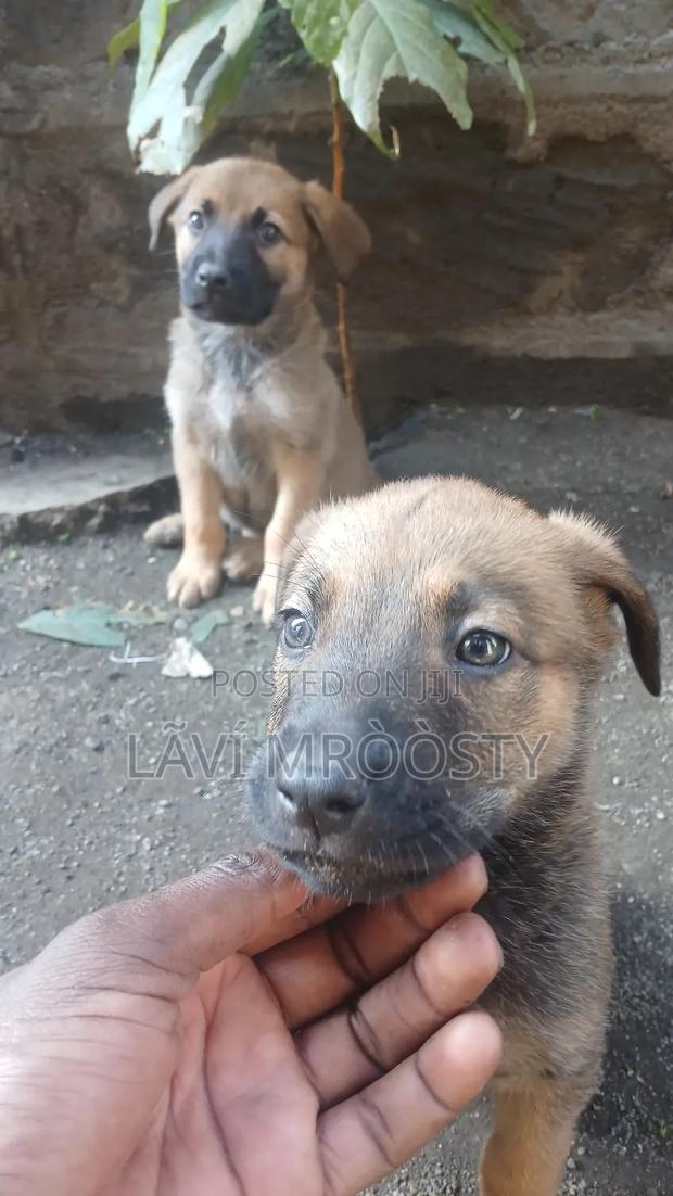 1-3 months Male Mixed Breed German Shepherd - thumbnail 4