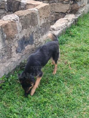 1+ year Female Purebred German Shepherd - thumbnail 2