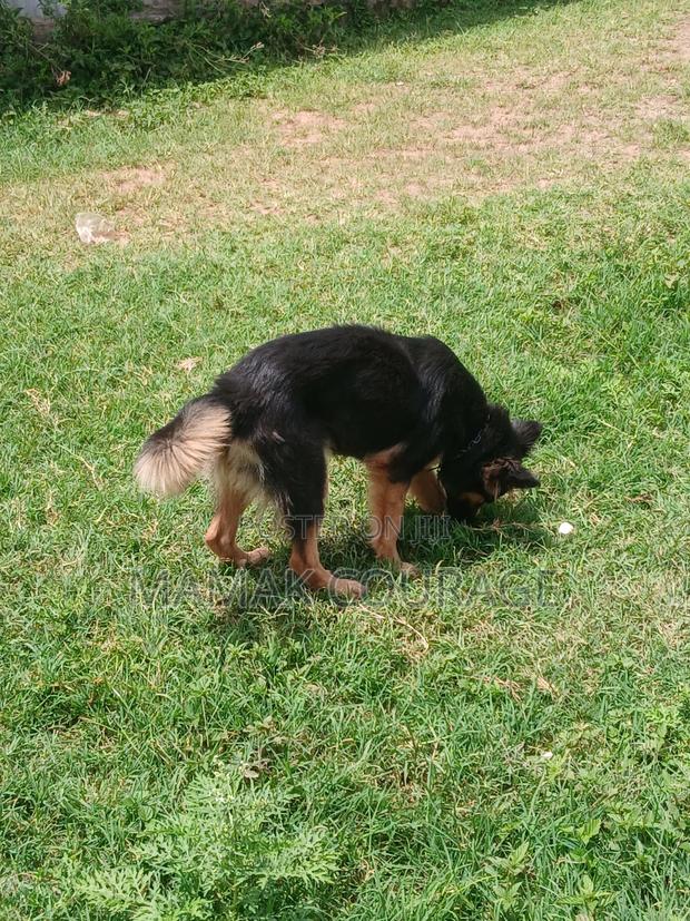 1+ year Female Purebred German Shepherd - thumbnail 3