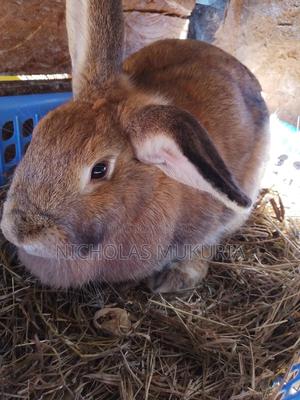 Hybrid Rabbits - thumbnail 2