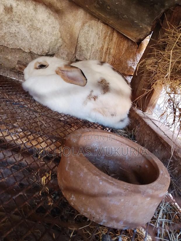 Hybrid Rabbits - thumbnail 2