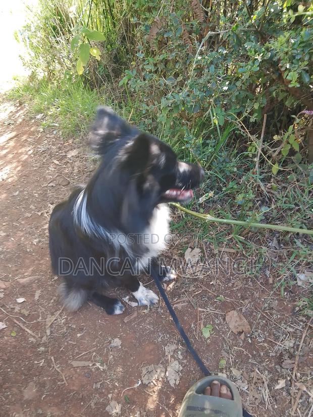 6-12 months Female Mixed Breed Border Collie - thumbnail 4