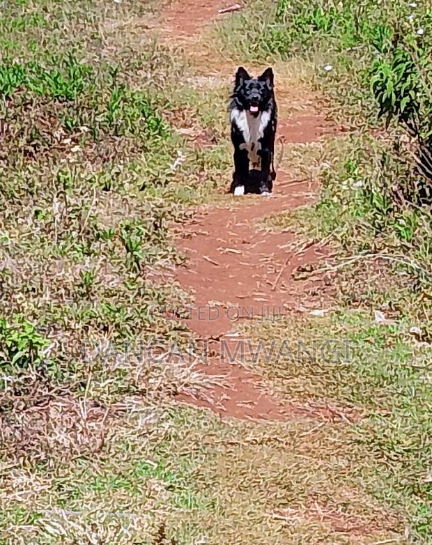 6-12 months Female Mixed Breed Border Collie - thumbnail 5