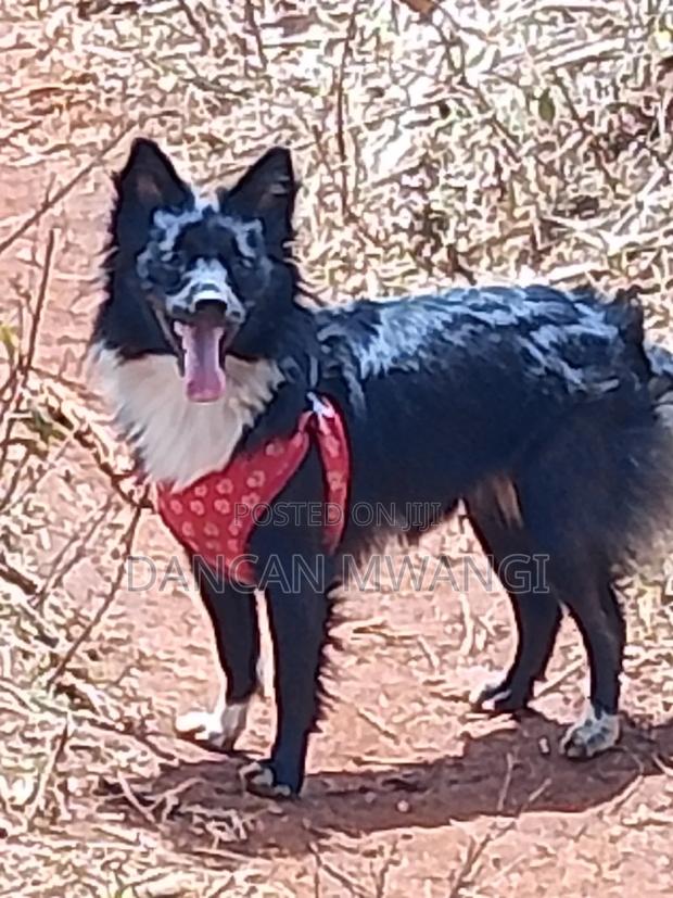 6-12 months Female Mixed Breed Border Collie - thumbnail 6