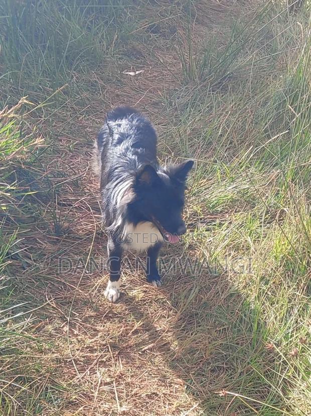 6-12 months Female Mixed Breed Border Collie - thumbnail 7