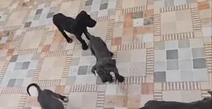 1-3 months Male Purebred Great Dane
