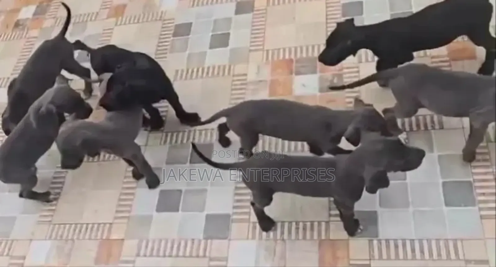 1-3 months Male Purebred Great Dane