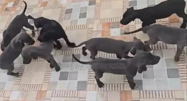 1-3 months Male Purebred Great Dane - thumbnail 4