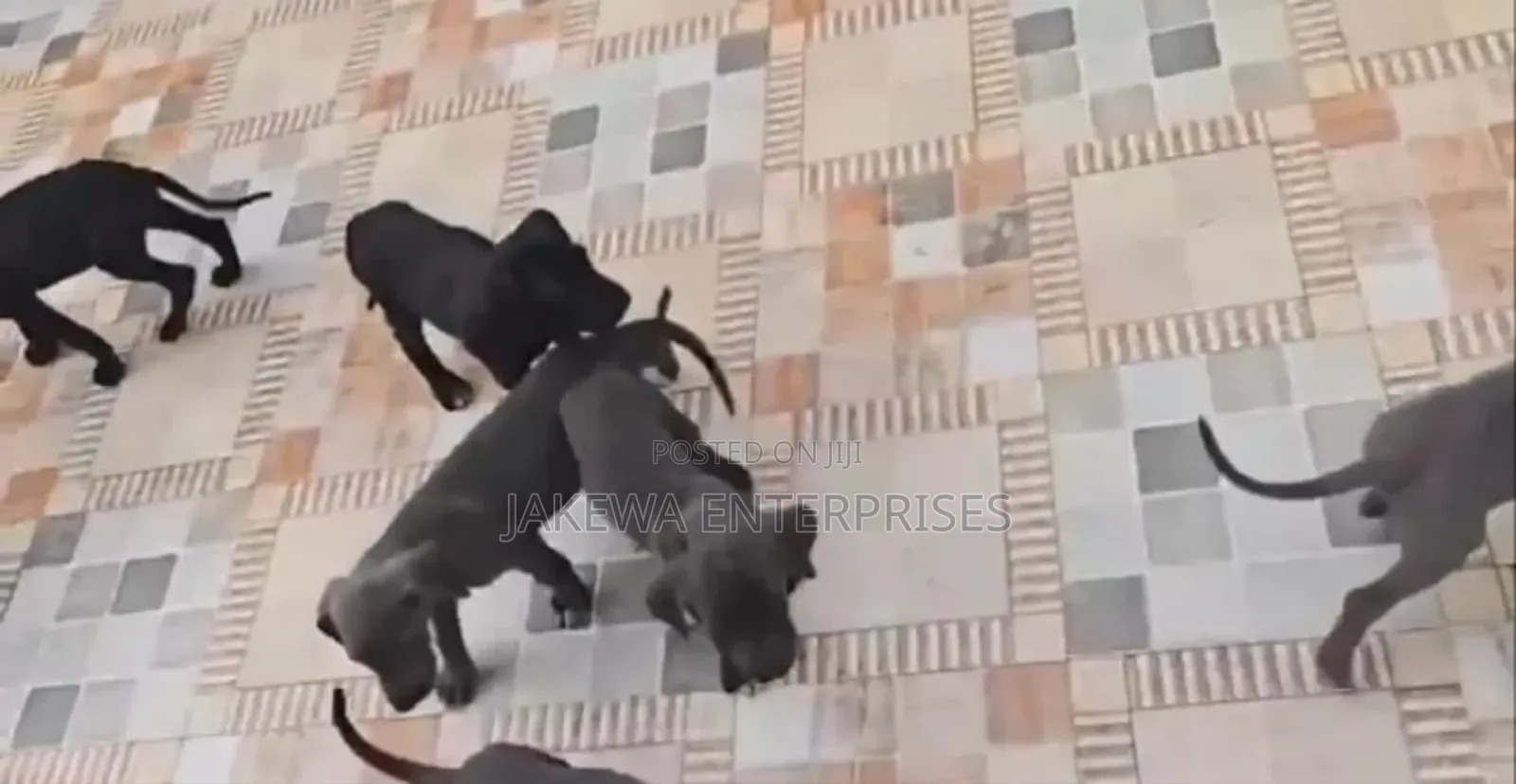 1-3 months Male Purebred Great Dane